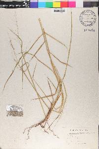 Melinis repens subsp. grandiflora image