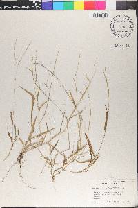 Digitaria ciliaris image