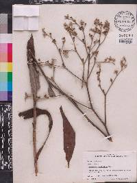 Eriogonum longifolium image