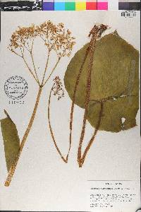 Begonia quaternata image