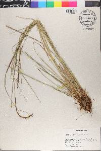 Uncinia hamata image