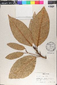 Magnolia sororum image