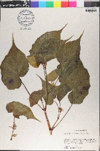 Begonia udisilvestris image