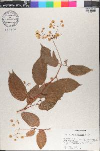 Begonia convallariodora image