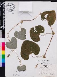 Aristolochia ringens image