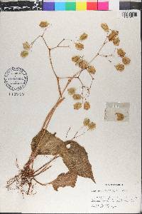 Begonia strigillosa image