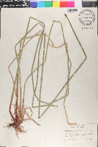 Eleocharis interstincta image