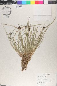 Cyperus niger image