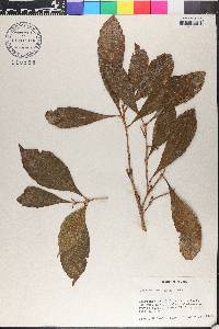 Quercus corrugata image