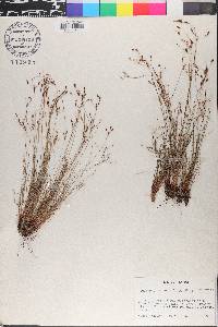 Bulbostylis tenuifolia image
