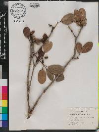 Tabebuia heterophylla image