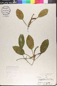 Aponogeton natans image