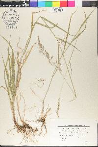 Arrhenatherum elatius image