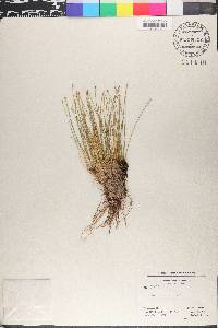 Trichophorum cespitosum image