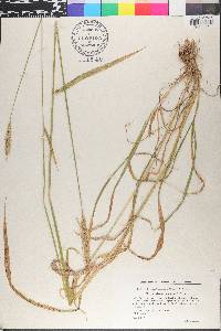 Hordelymus europaeus image
