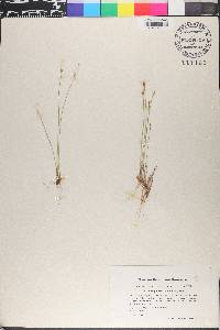 Trichophorum alpinum image