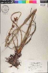 Cladium mariscus image