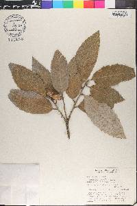 Quercus oblongata image