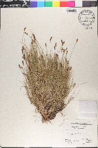 Carex glareosa image
