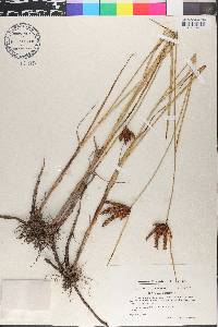 Bolboschoenus maritimus image