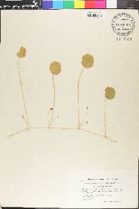 Hydrocotyle vulgaris image