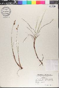 Carex limosa image