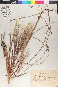 Andropogon bicornis image