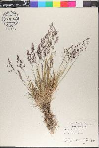 Agrostis borealis image