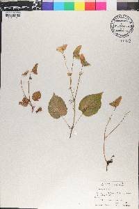 Begonia picta image