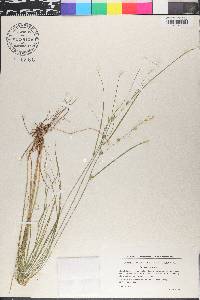 Carex remota image