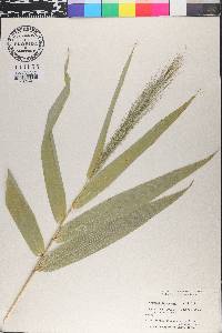 Thysanolaena maxima image