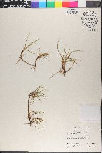Carex subspathacea image