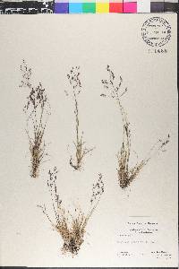 Agrostis borealis image