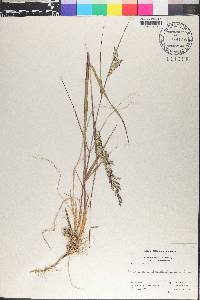 Calamagrostis langsdorffii image