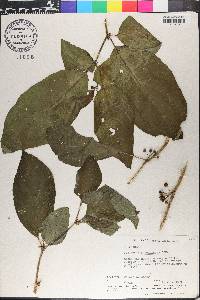 Witheringia solanacea image