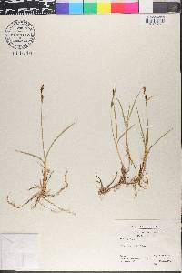 Carex salina image