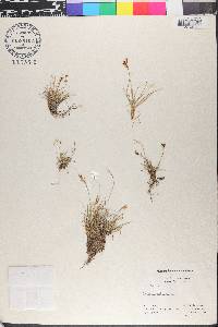 Carex capillaris image