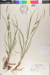 Carex hirta image