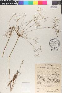 Cyperus tenuispica image