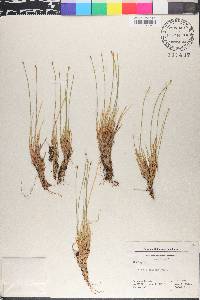 Trichophorum cespitosum image