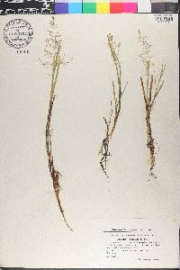 Catabrosa aquatica image
