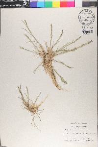 Puccinellia coarctata image