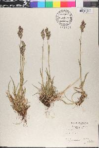 Poa alpina image