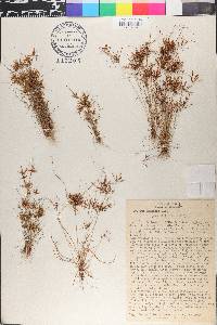 Cyperus amabilis image