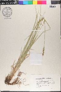 Carex divulsa image