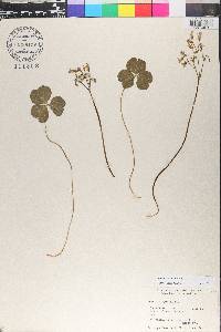 Oxalis debilis image