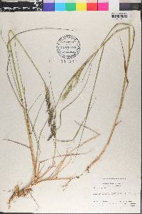 Calamagrostis langsdorffii image