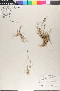 Puccinellia maritima image