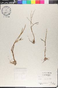 Sparganium hyperboreum image