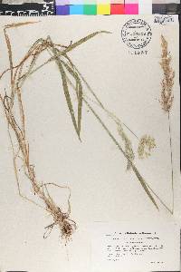 Holcus lanatus image